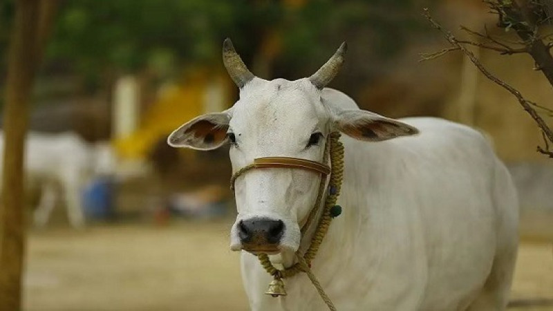 কখন বুঝবেন আপনার উপর কোরবানি ওয়াজিব হয়েছে