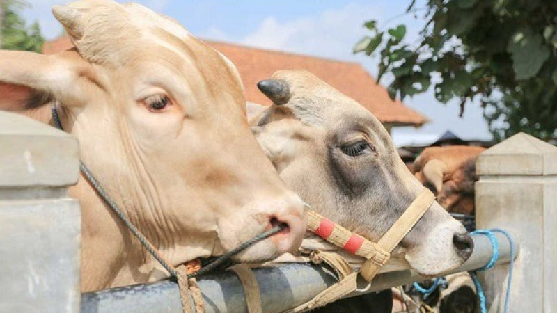 কোরবানির পশুর হাড় বিক্রি নিয়ে ইসলাম যা বলে