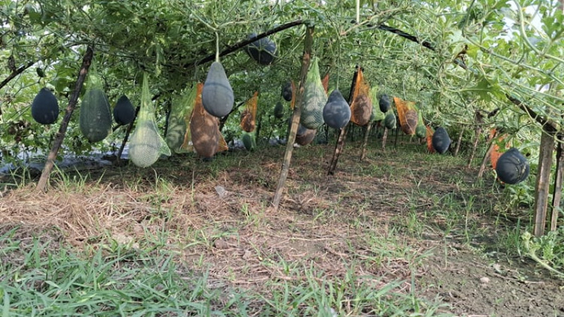 ঝিনাইদহে মালচিং পদ্ধতিতে তরমুজ চাষে নতুন সম্ভাবনা
